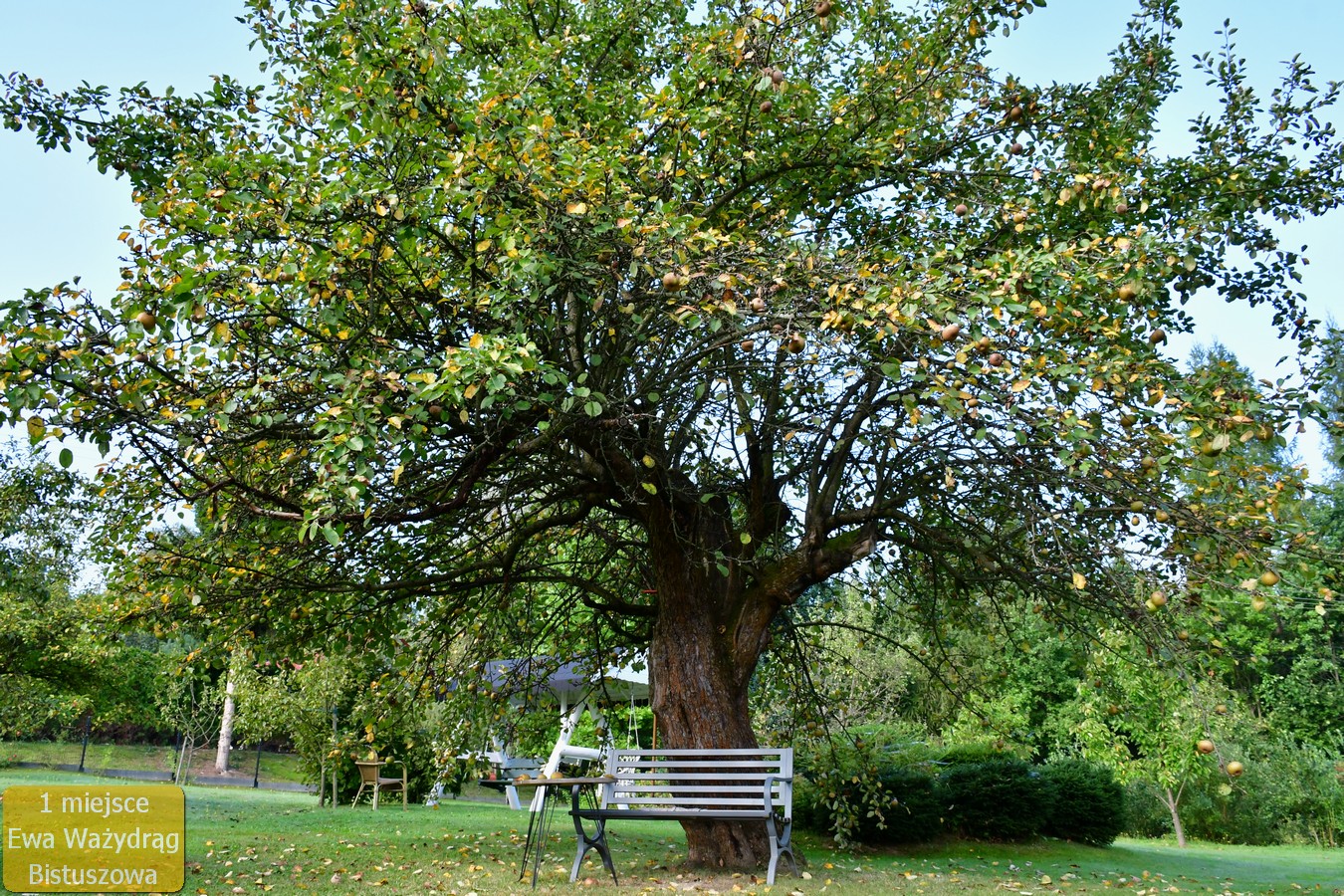 Ogród Ewy Ważydrąg- laureat 1 miejsca